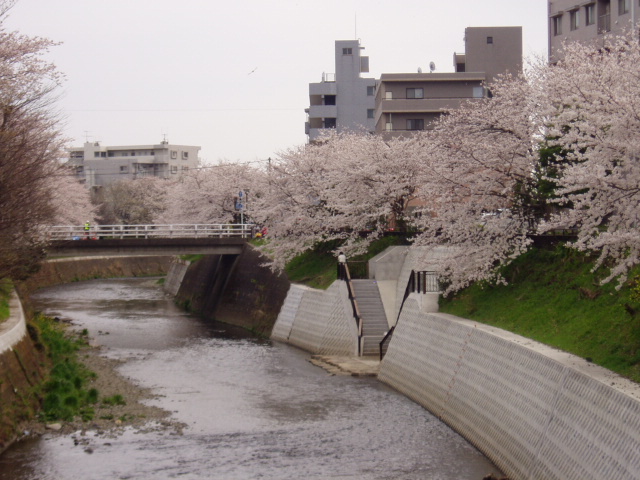 桜2008 001.jpg