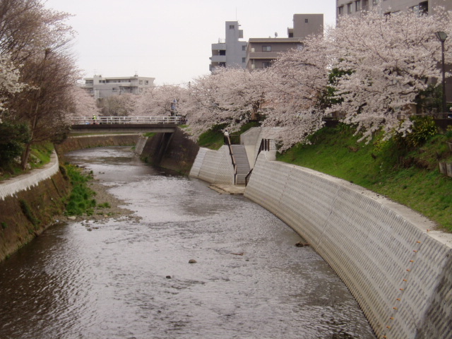 桜2008 003.jpg