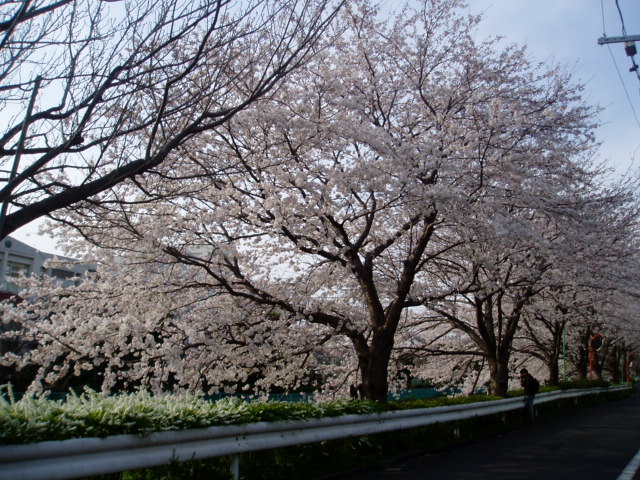 桜2008 010.jpg
